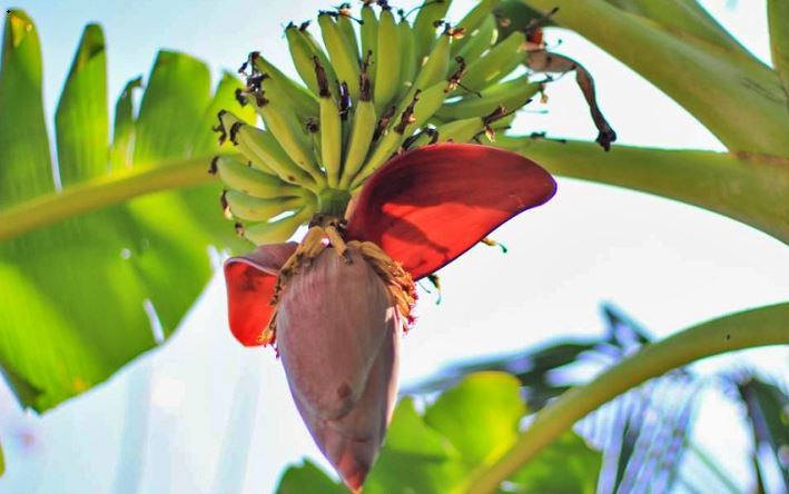 Bikin Wanita Ketagihan, Ini 6 Manfaat Jantung Pisang yang Luar Biasa