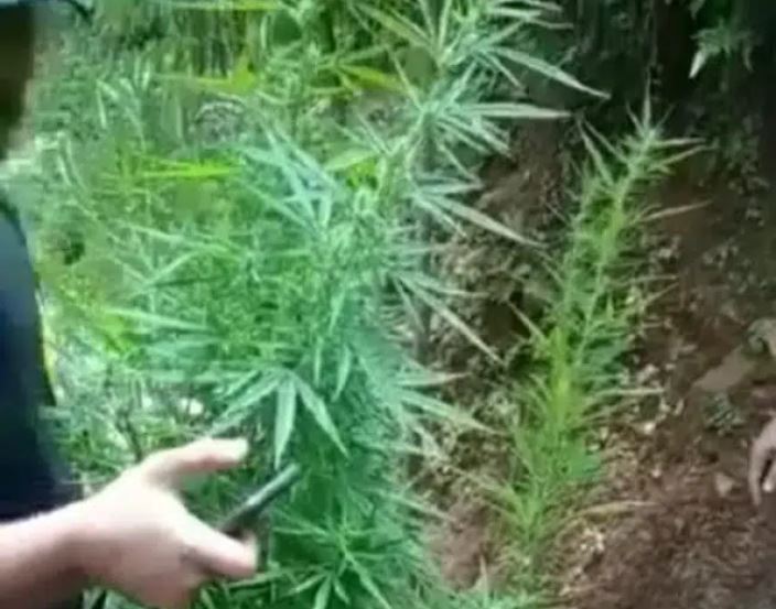 Polisi Ungkap Keberadaan Kebun Ganja, Iwan alias Patek Ditangkap