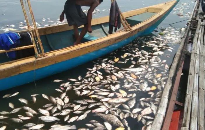 Dalam Beberapa Hari, Ikan Mati di Waduk Jangari Capai 200 Ton