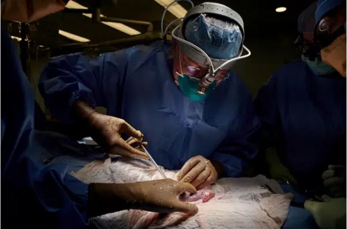 Fatwa Al-Azhar Mesir: Transplantasi Ginjal Babi Boleh, Jika...