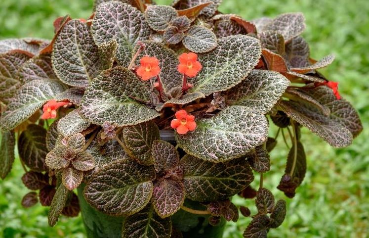 Episcia, Tanaman Hias Jadul yang Kembali Dilirik