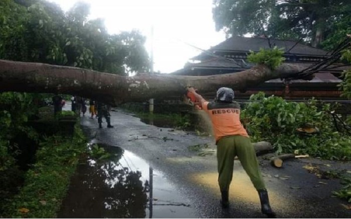 Seharian Hujan, Pohon Besar Tumbang Timpa Kabel Listrik