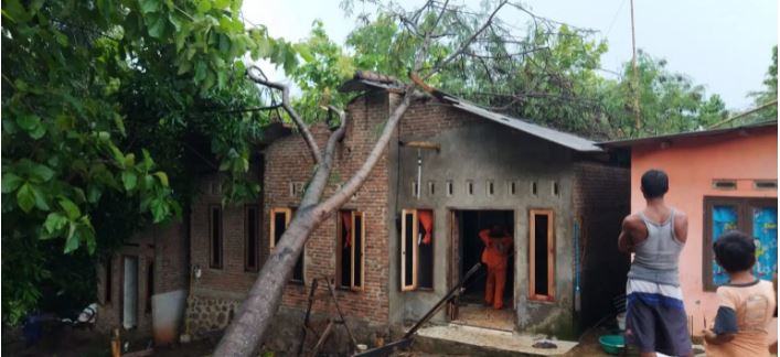 Pohon Tumbang Timpa Rumah, Bayi Luka di Kepala, Diduga Akibat Hujan Deras dan Angin Kencang