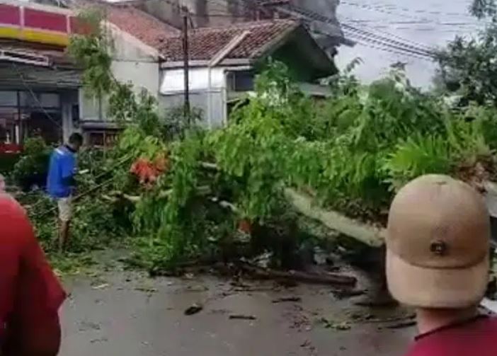 Innalillahi,Â Pengendara Sepeda Motor Tewas Tertimpa Pohon