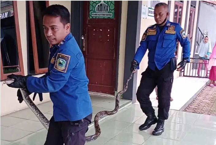 Merinding!, Ular Sanca Masuk Rumah, Teror Warga Jatiasih