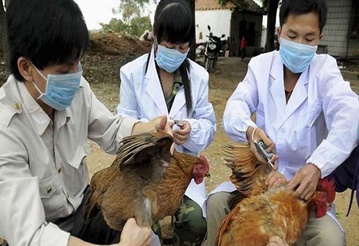 Flu Burung Menyebar Cepat ke Eropa dan Asia