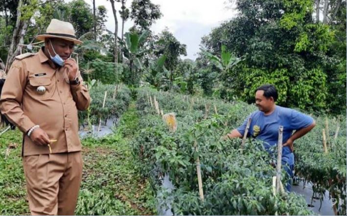 Dianggap Tak Menjanjikan Secara Ekonomi, Pemuda Purwakarta Buktikan Bertani Cukup Menguntungkan