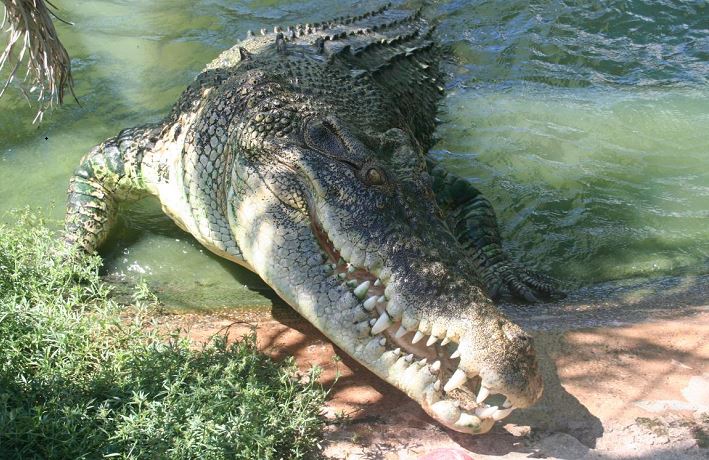 Diserang Buaya Besar di Laut, Seorang Penyelam Profesional Tewas, Kondisinya Mengerikan