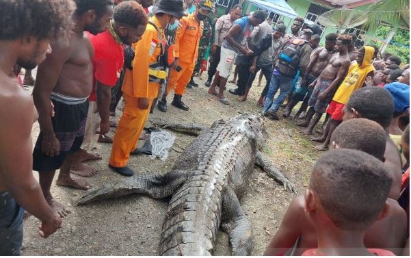 Heboh!, Ada Potongan Tubuh Manusia di Dalam Perut Buaya Raksasa