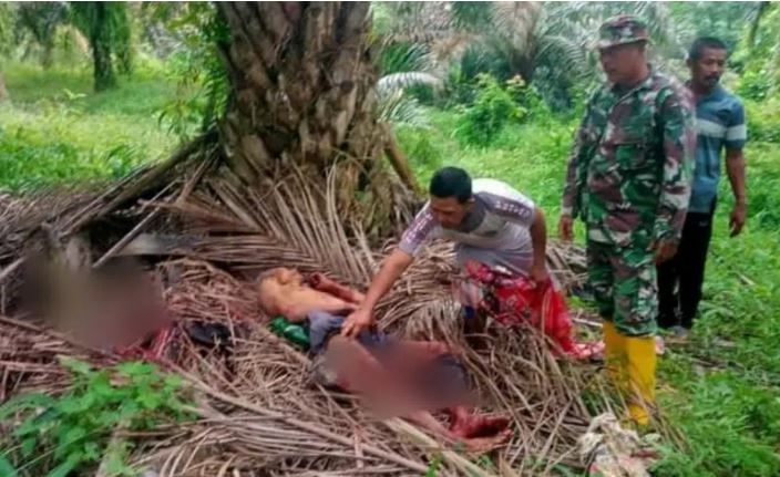 Duel dengan Babi Hutan, Kakek Ini Ditemukan Tewas, Kondisinya Mengenaskan