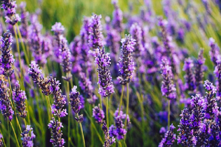 Lavender: Tanaman Cantik dan Wangi, Ampuh Usir Nyamuk