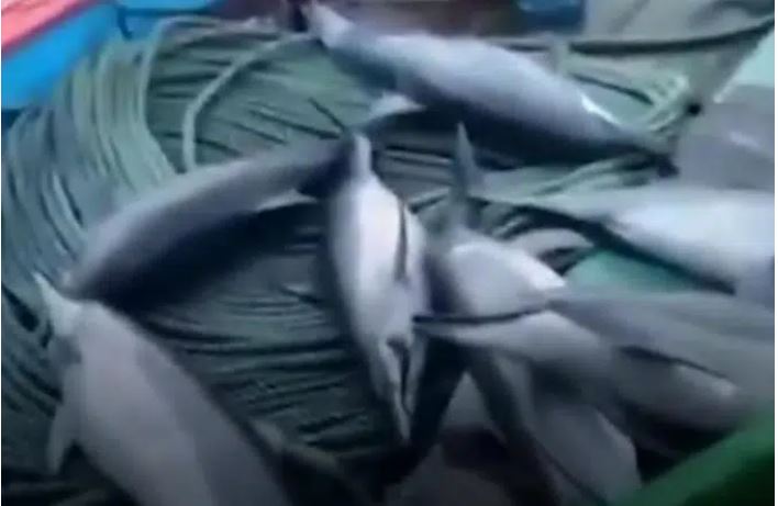 Heboh!, Video Ikan Lumba-Lumba Ditangkap Nelayan Pacitan Viral Dimedsos