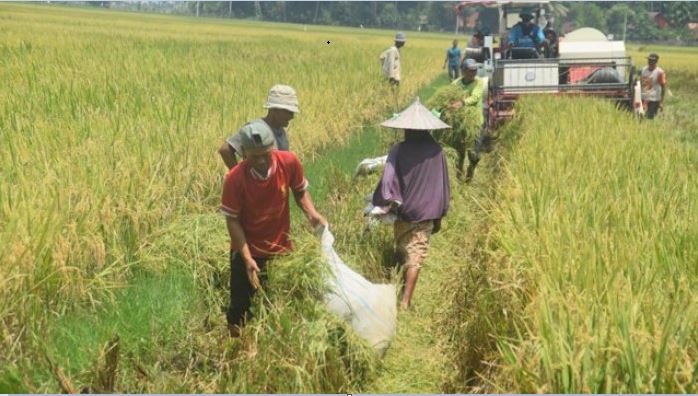 Akibat Perubahan Iklim Petani Kamboja Merana