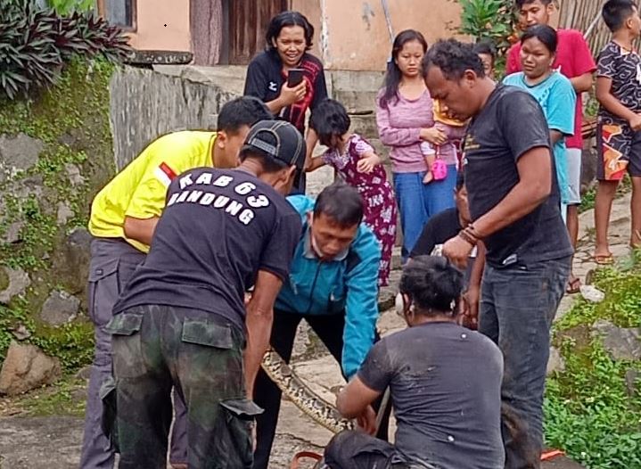 Gempar, Ular Sanca 5 Meter Ngumpet di Gorong-gorong