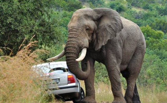 Ngeri!, Kawanan Gajah Liar Ngamuk, 3 Rumah Warga Alami Rusak Parah