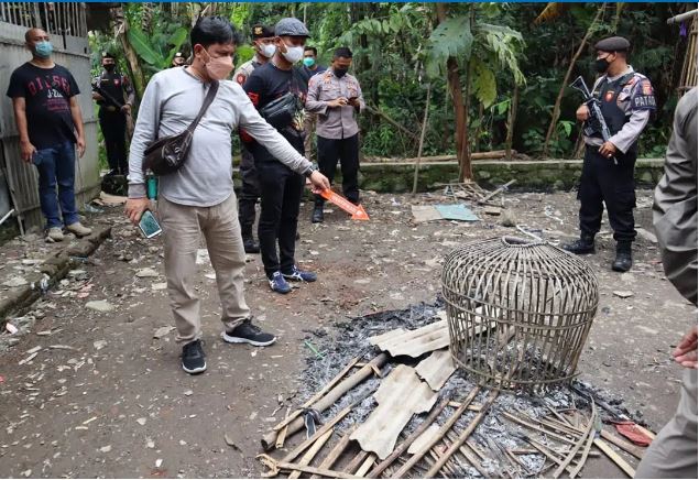 Judi Sabung Ayam Marak di Desa Kaliwedi Kidul, Polisi Sudah Kantongi Identitas Penyelenggara, Siap-Siap