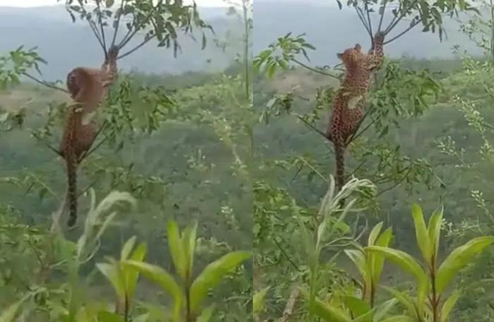 Lagi Musim Penampakan Macan Tutul, Masyarakat Diminta Waspada