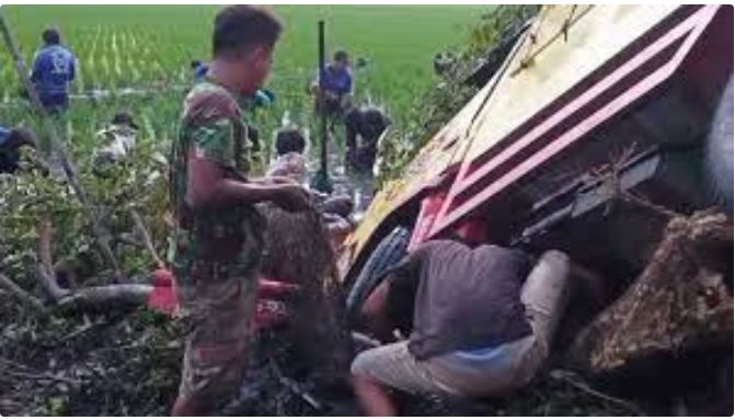 Mobil Pembawa Ikan Lele Terperosok ke Sawah,  Habis Dijarah Warga