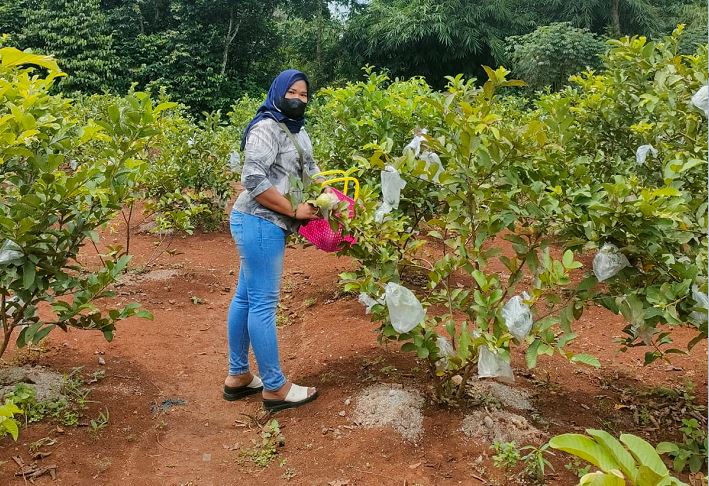 Hadirkan Konsep Serasa Memetik di Kebun Sendiri, Petani Jambu Kristal di Setu Raup Puluhan Juta