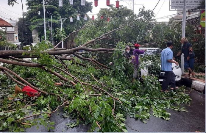 Akibat Hujang Angin, Pohon Tumbang Timpa Minibus