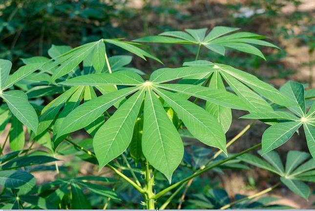 Ingin Kuat di Ranjang Tanpa Biaya Besar, Coba Makan Olahan Daun Singkong, Begini Cara Buat Ramuannya