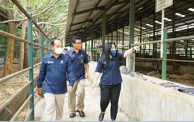 Jaga Stok Daging Sapi Jelang Ramadhan dan Idul Fitri, PKC Siap Tampung 18.000 Ekor Sapi