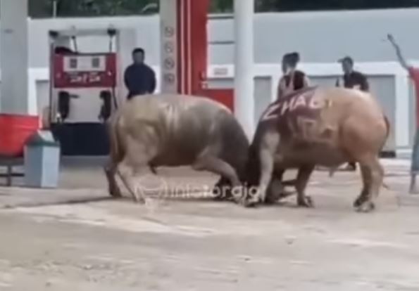 Toraja Utara Geger! Dua Kerbau Beradu Tanduk di SPBU