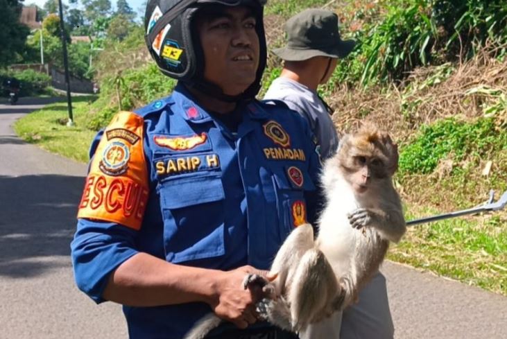 Meresahkan, Monyet Liar Serang Warga Setempat dan Pelajar