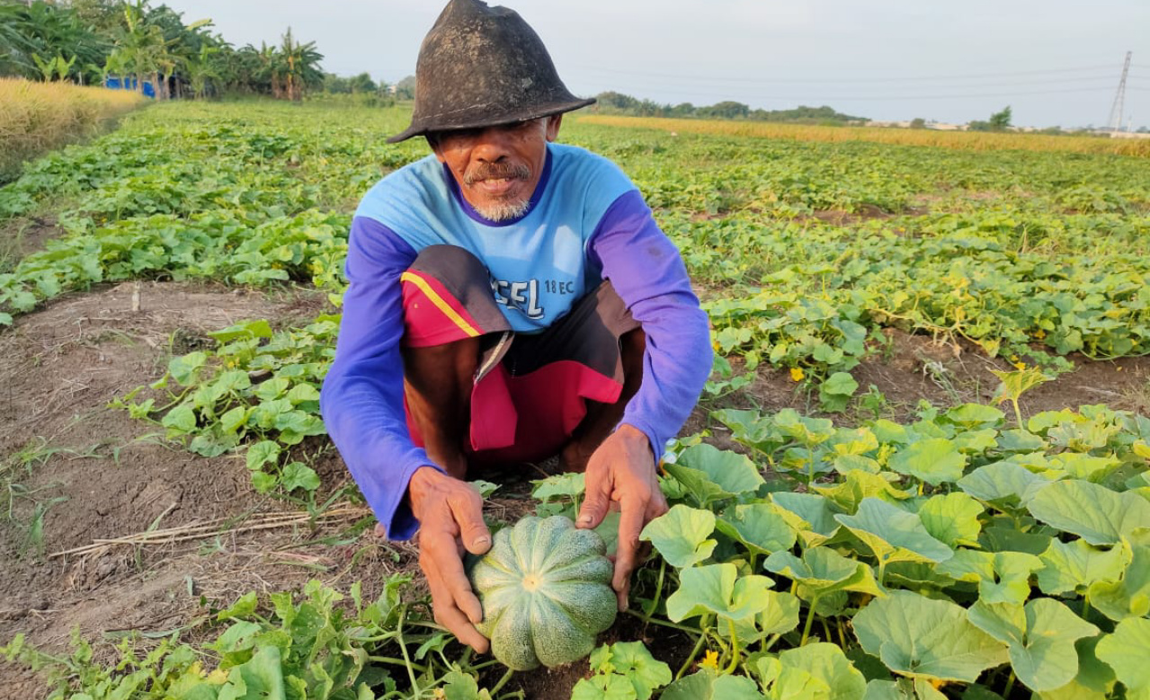 Ramadan Segera Tiba, Petani Blewah Bekasi Siap Raup Berkah