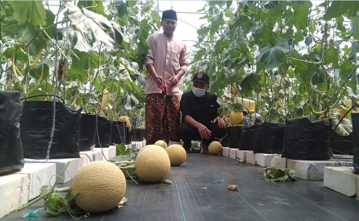 Ponpes Hidayatul Mubtadi-ien Sukses Budidaya Melon