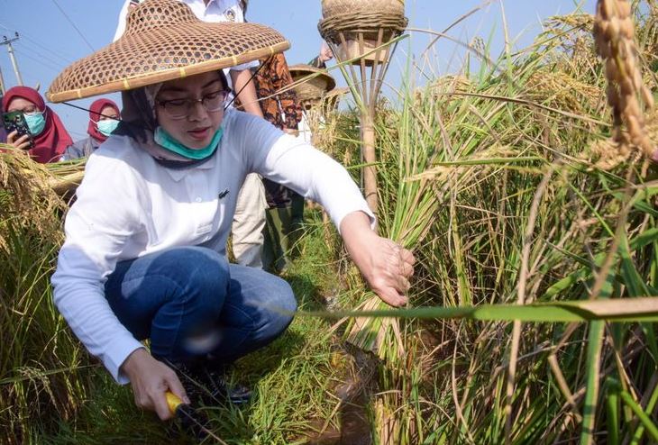 Berdasarkan Data KSA BPS Produksi Padi di Purwakarta Klaim Naik