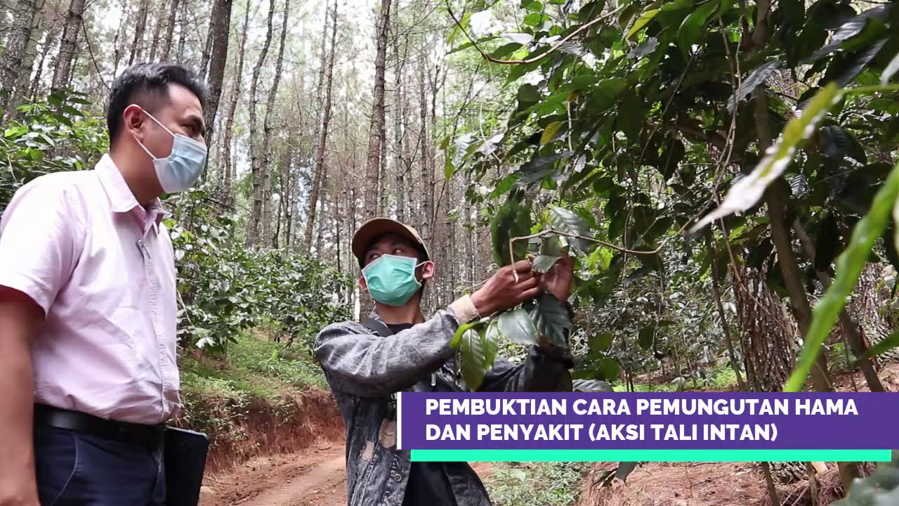 Aksi Tali Intan,Â  Inovasi Ridwan Kamil Jaga Produktivitas Lahan Tanpa Pestisida