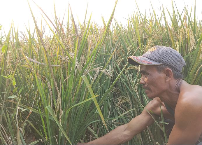 Harga Gabah Anjlok di Saat Harga Lain Melonjak, Petani Karawang: Ampuuuuun......!