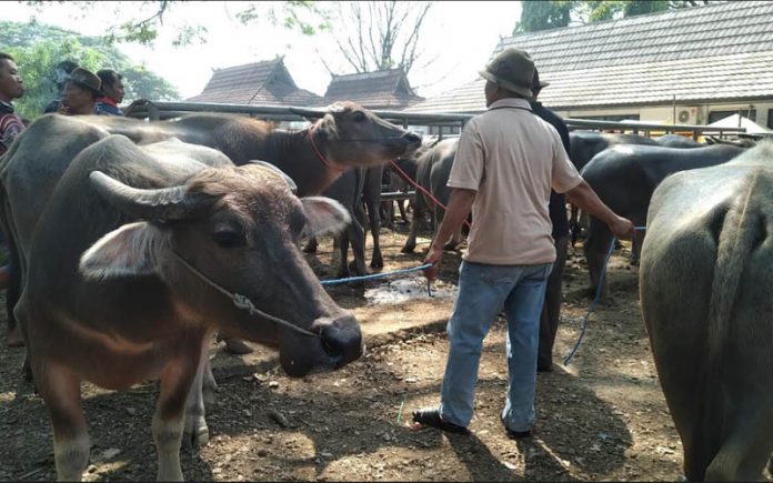 Pedagang Sapi Mengeluh Omzet Turun Dratis