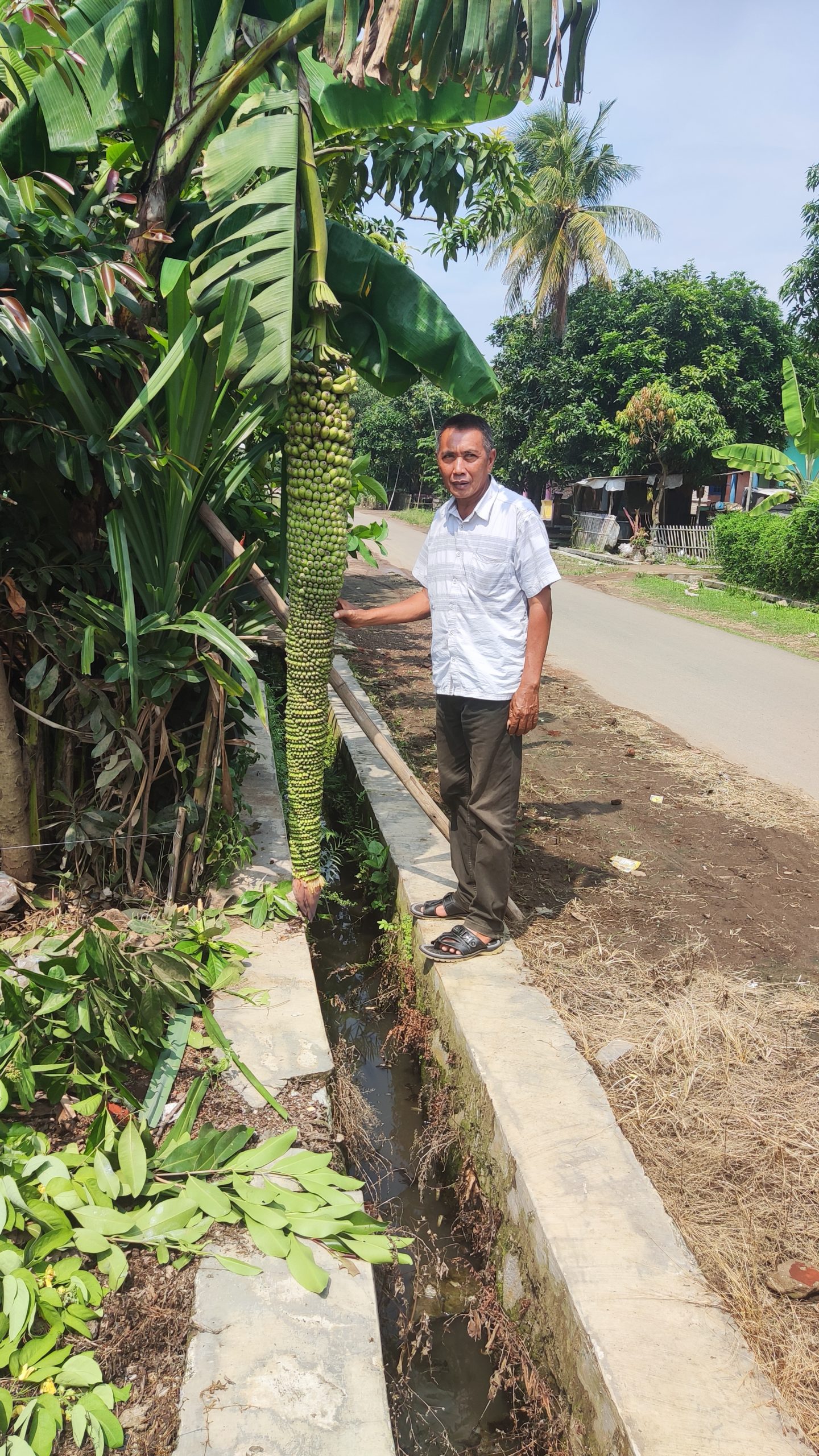 Heboh Pisang Super Panjang Tumbuh di Cikuntul, Tempuran, Warga Beduyun-duyun Datang Numpang Selfie