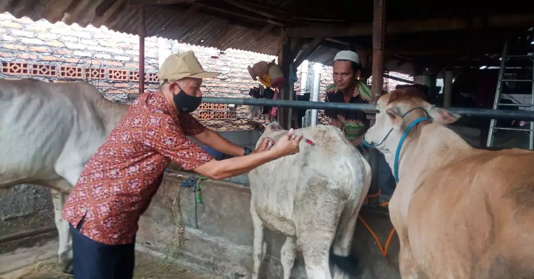 Dinas Ketahanan Pangan Kota Bekasi Sebut Penyakit PMK Ancam Kerugian Ekonomi