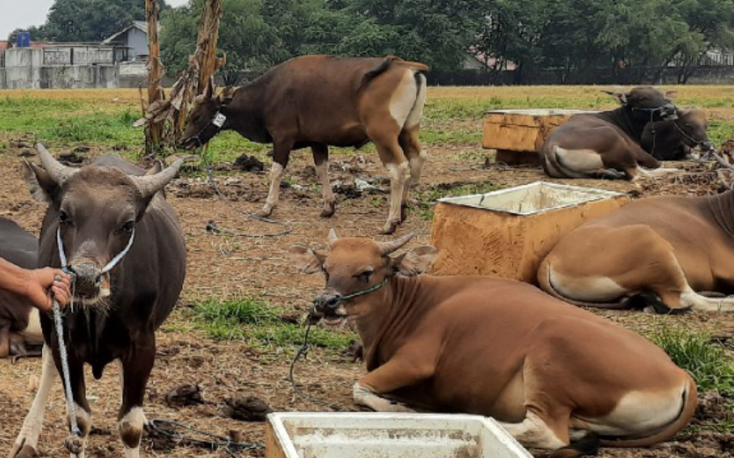 Masyarakat Diimbau Tetap Tenang, Penyakit Mulut dan Kuku bukan Zoonosis