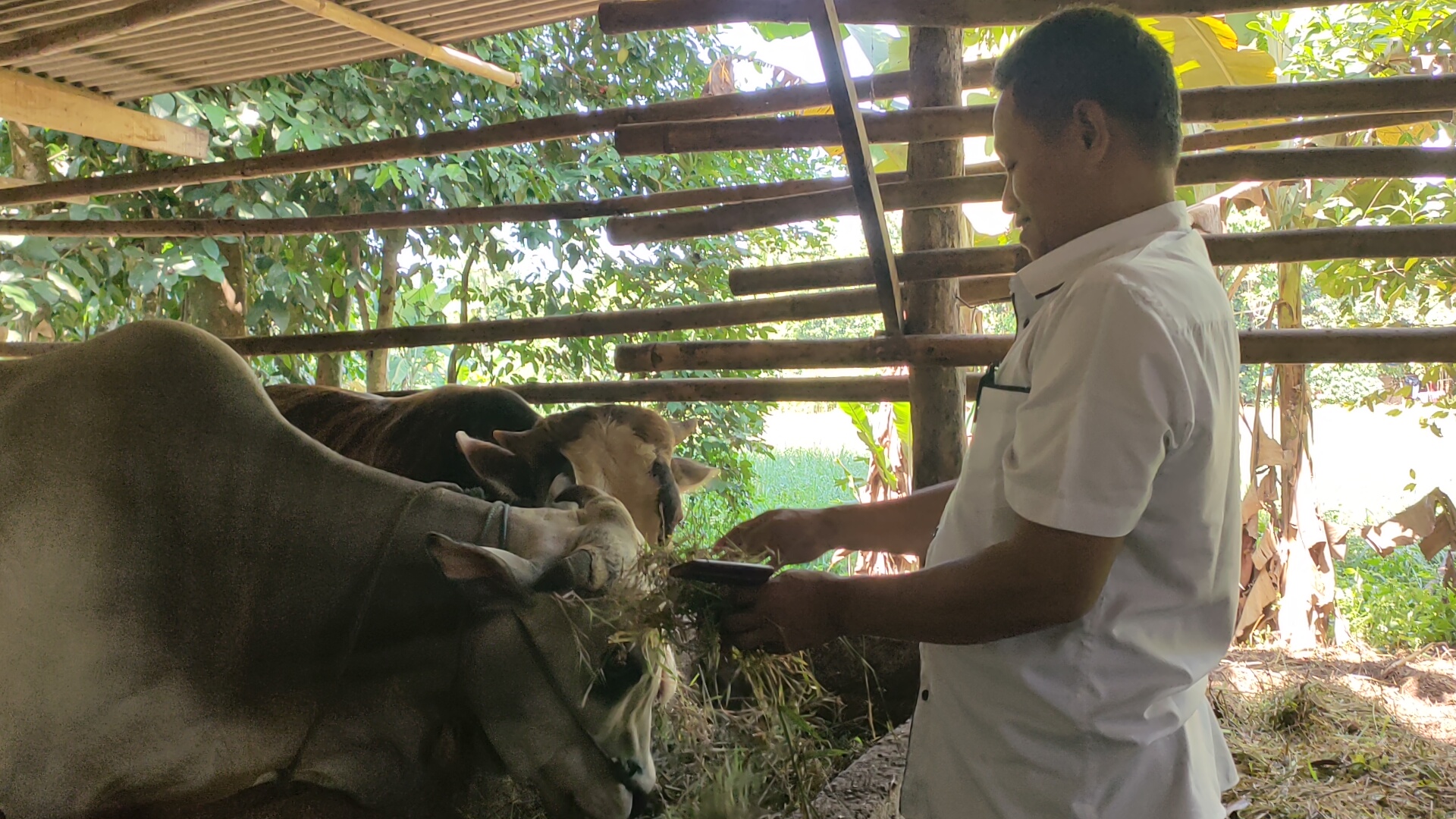 Pemdes Ragemanunggal Fokus Berternak Sapi, Tingkatkan Ekonomi Warga Sekaligus Ciptakan Lapangan Pekerjaan