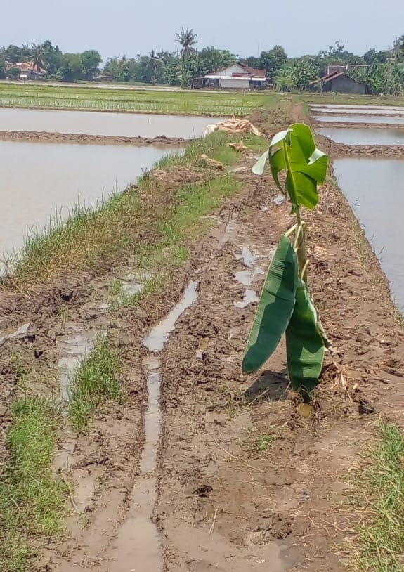 33 Tahun Jalan Rusak Tak Diperbaiki, Petani Ajak DPRD Karawang Turun Tangan