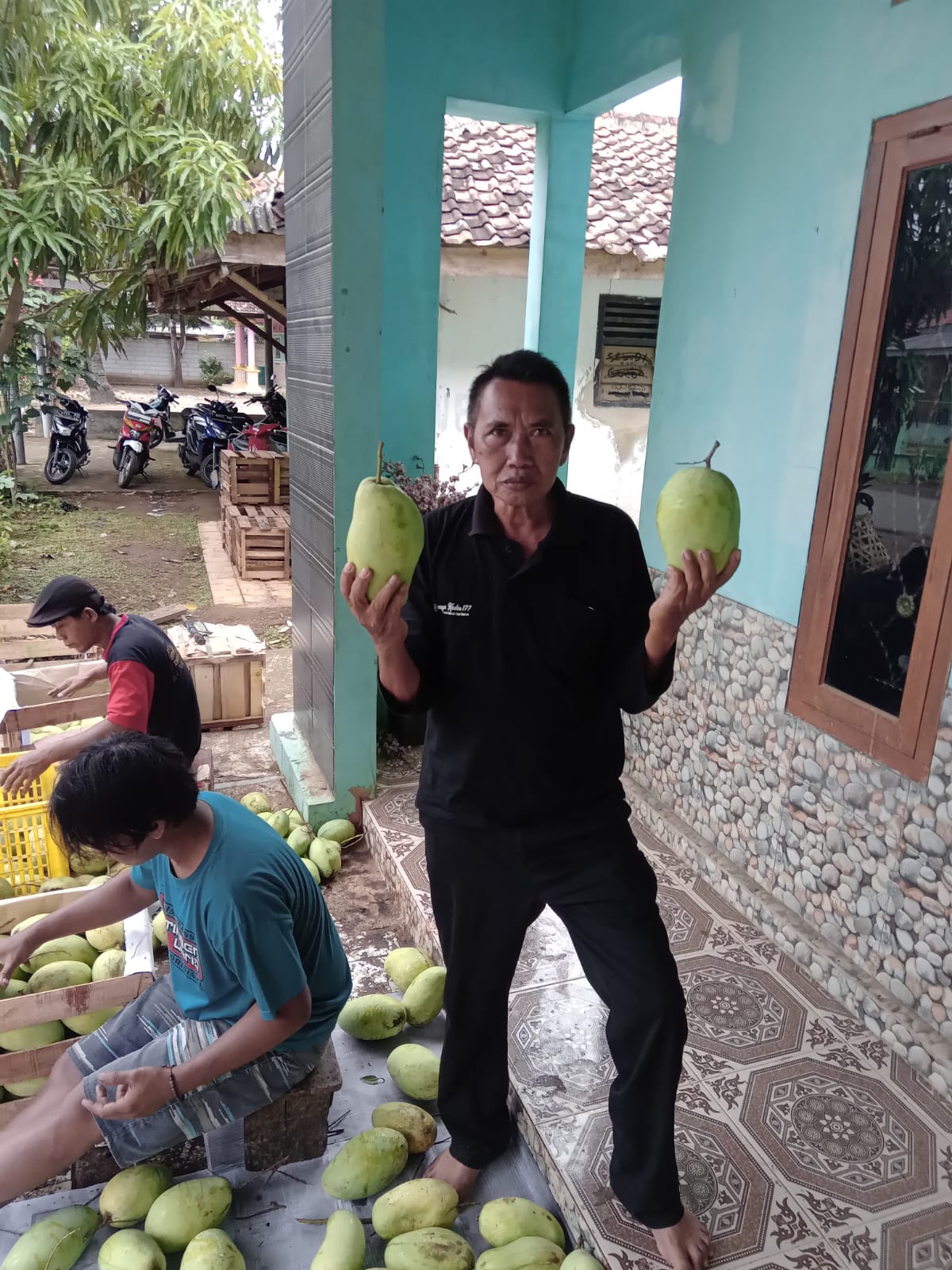 Mangga Asli Tempuran Harus Dipatenkan