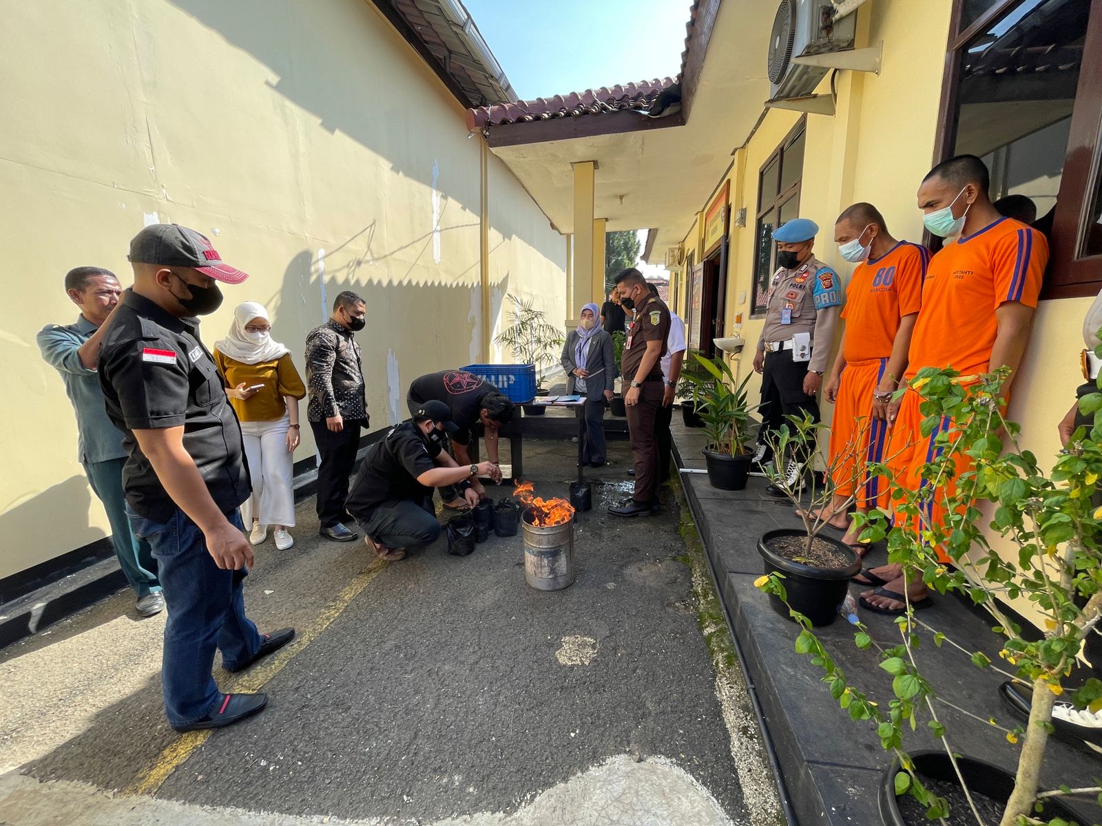 Purwakarta Rawan Tanaman Ganja, 14 Batang Dimusnahkan Satnarkoba