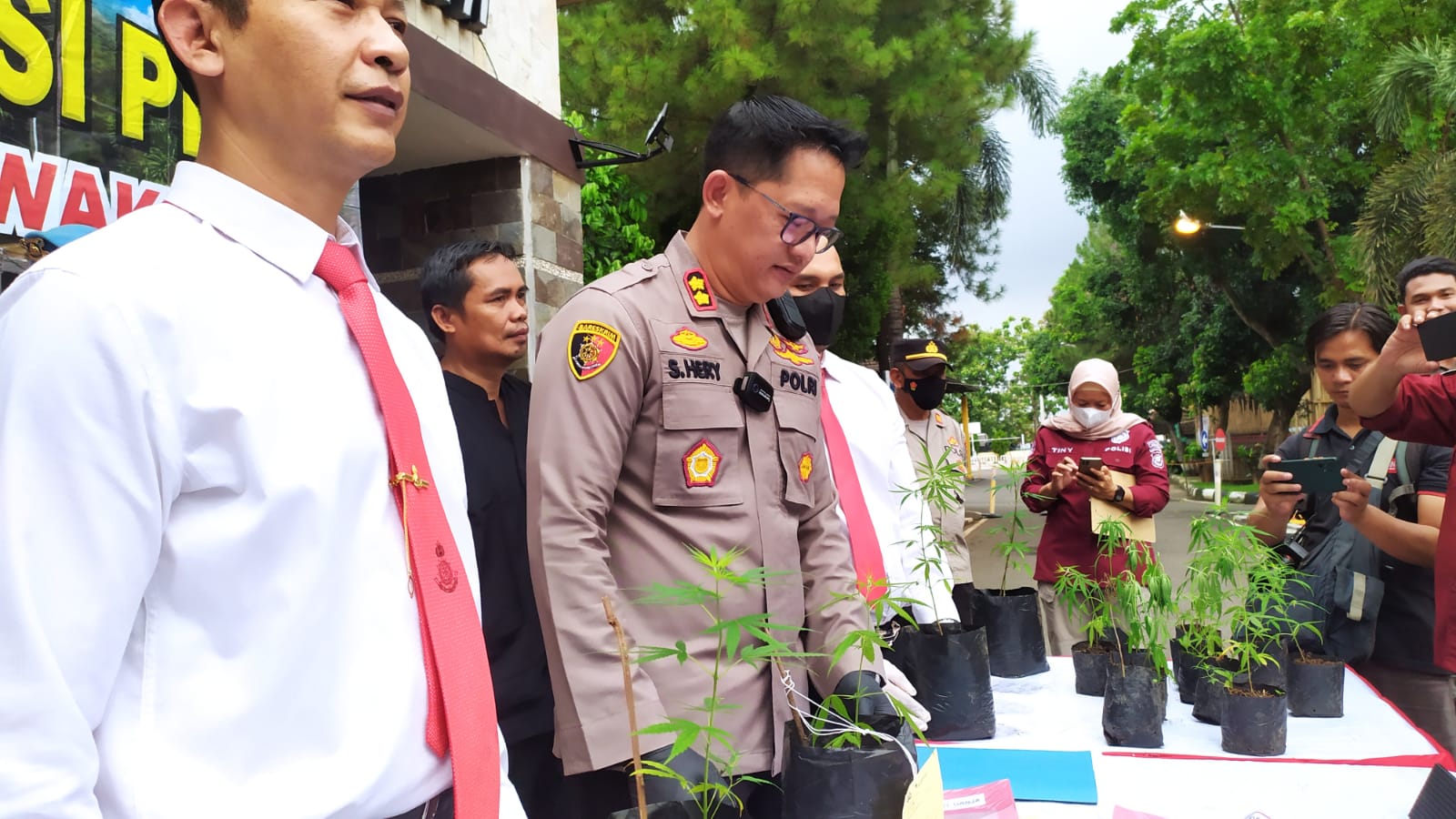 Hadeuh.... Dua Warga Karawang Tanam Ganja di Depan Pos Polisi Purwakarta