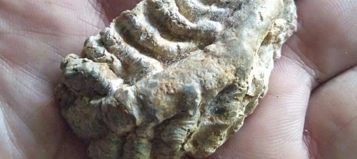 Ditemukan Fosil Rusa Purba di Majalengka, Tempat Ini Pernah Ditinggali Manusia Purba
