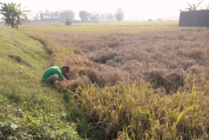 Diserang Wereng, Petani Terpaksa Panen Dini