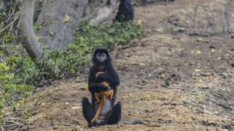 Cikarang Punya 1.643 Flora dan 178 Fauna Endemik Bakal Jadi Ikon Baru Kabupaten Bekasi