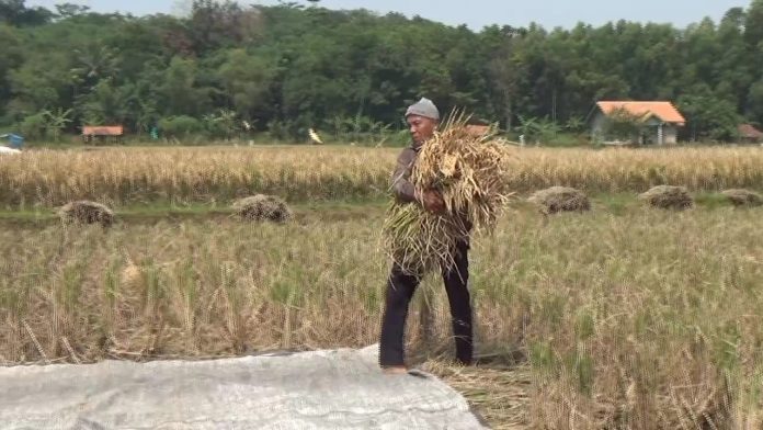 Sejarah Purwakarta, Sempat Jadi Ibukota Kabuoaten Karawang dan Dijuluki Lumbung Padi