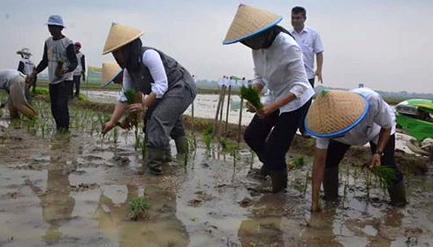 Karawang di Balik Penghargaan Jokowi, Tiga Tahun Jaga dan Kendalikan Lumbung Pangan Beras