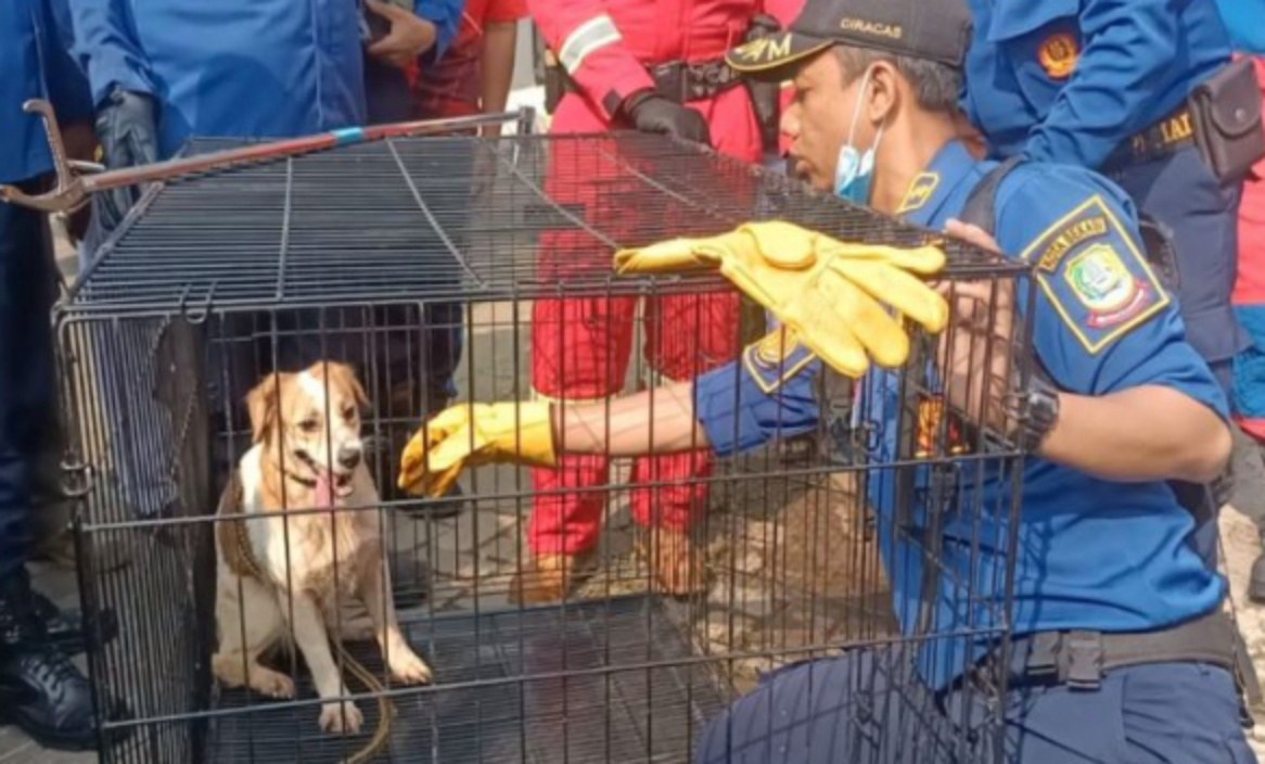 Belasan Ekor Anjing di Bekasi Timur Akhirnya Dievakuasi Tim Rescue Damkar