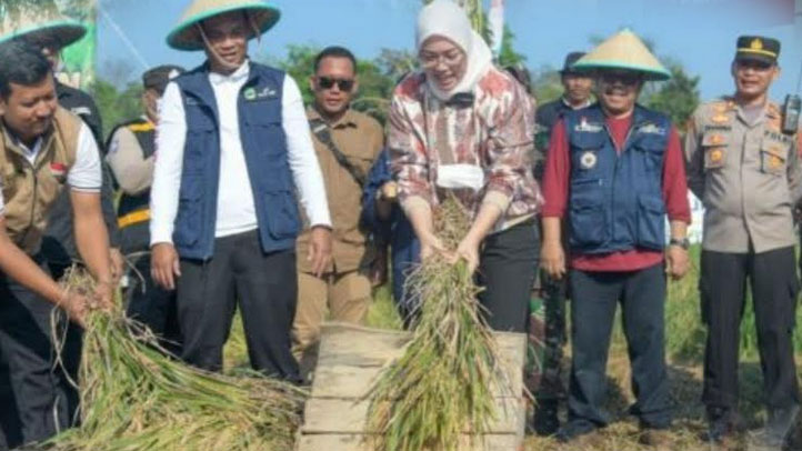 Ambu Anne 'Ngageubot' di Sawah, Purwakarta Klaim Panen 50 Ribu Ton Beras