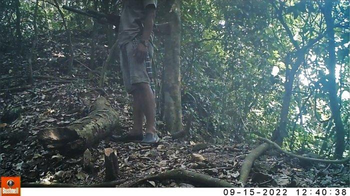 Fenomena Pemburu Liar di Hutan Sanggabuana, Buru dan Ancam Populasi Satwa Langka